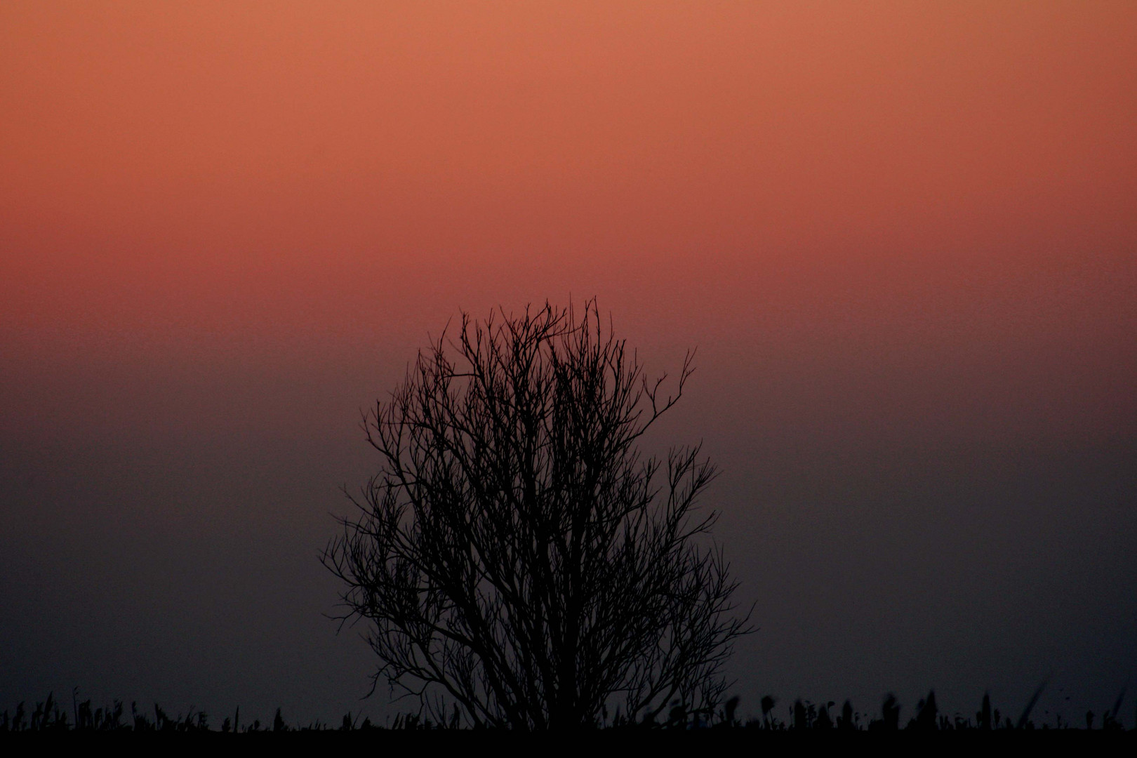 Baum im Sonnenlicht.