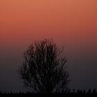 Baum im Sonnenlicht.