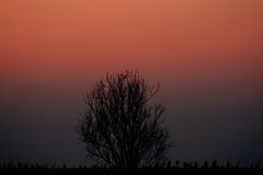 Baum im Sonnenlicht.