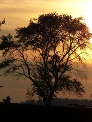 Baum im Sonnenlicht