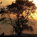 Baum im Sonnenlicht