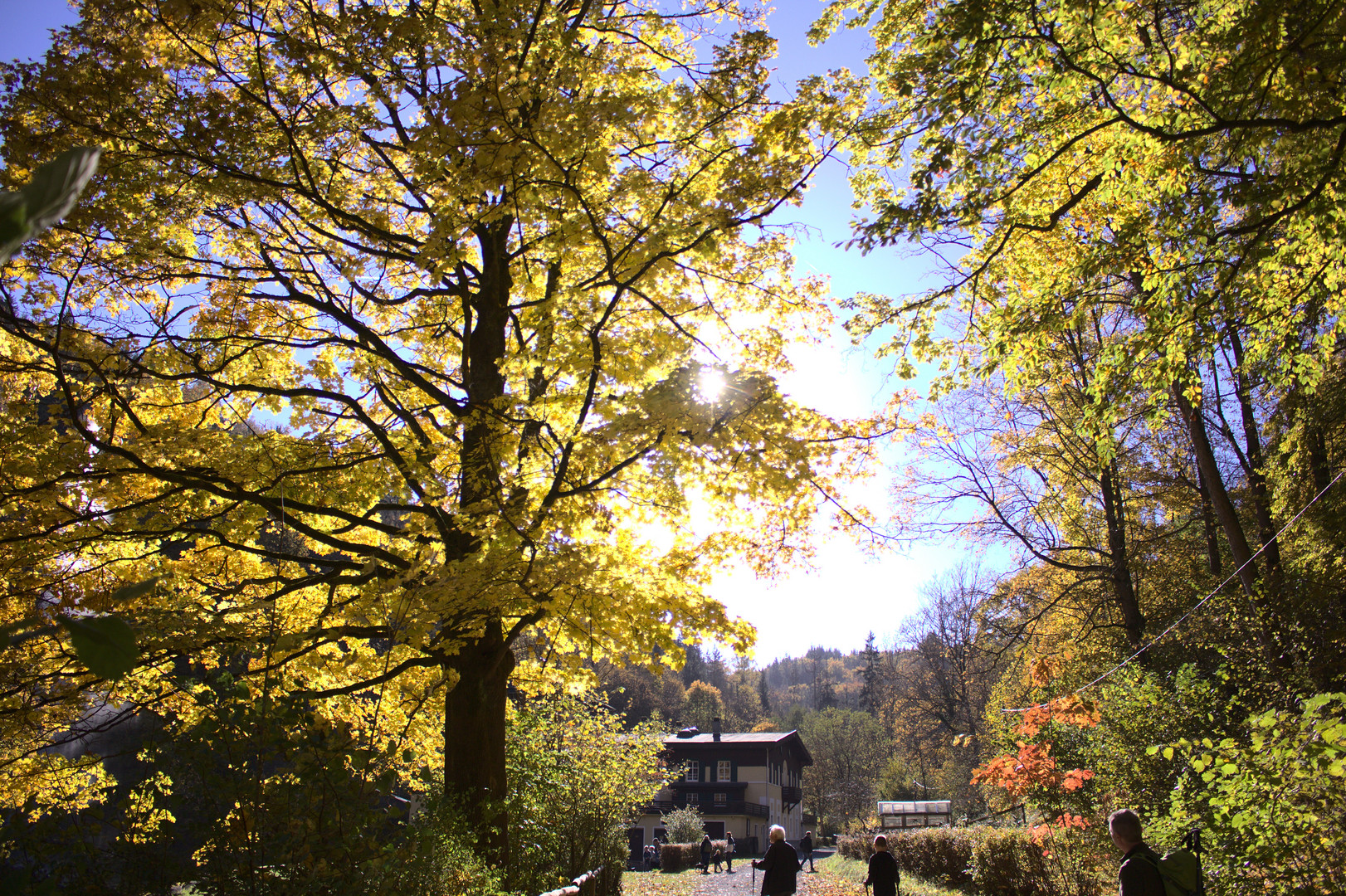 Baum im Sonnenschein