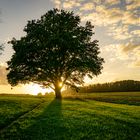 Baum im Sonnenunterganag