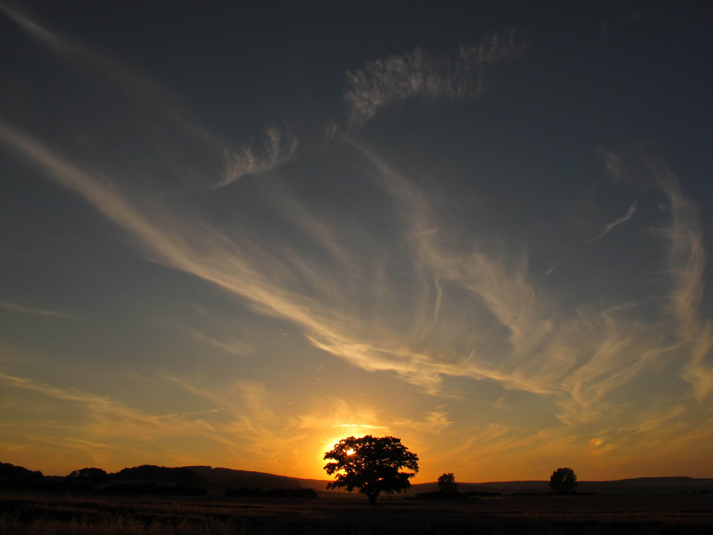 Baum im Sonnenuntergang