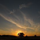 Baum im Sonnenuntergang