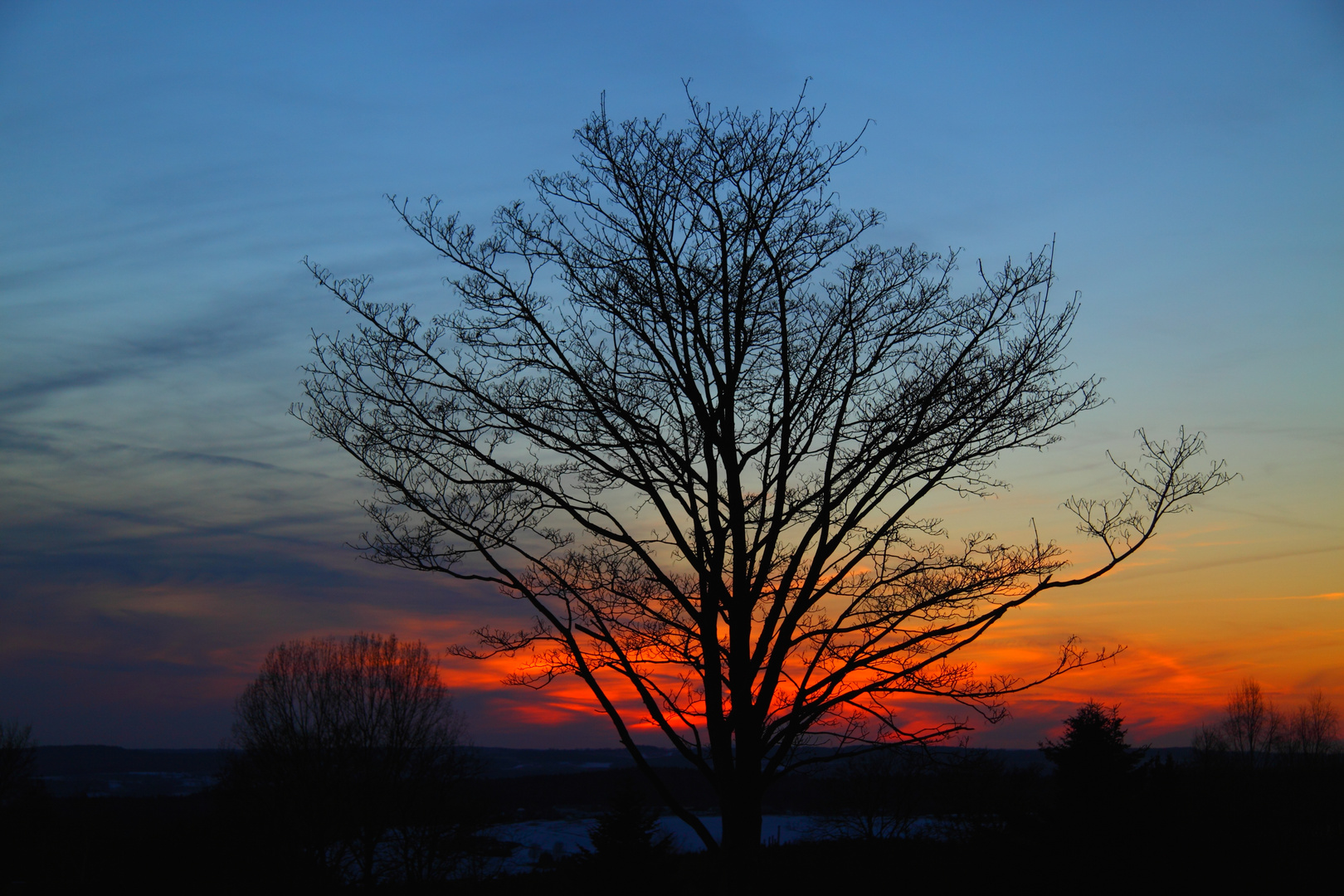 Baum im Sonnenuntergang