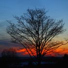 Baum im Sonnenuntergang