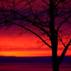 Baum im Sonnenuntergang