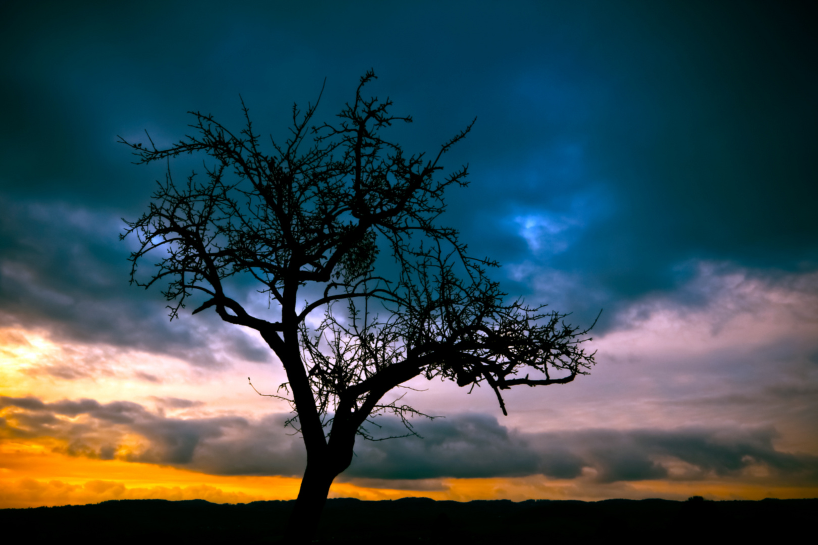 Baum im Sonnenuntergang