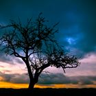 Baum im Sonnenuntergang