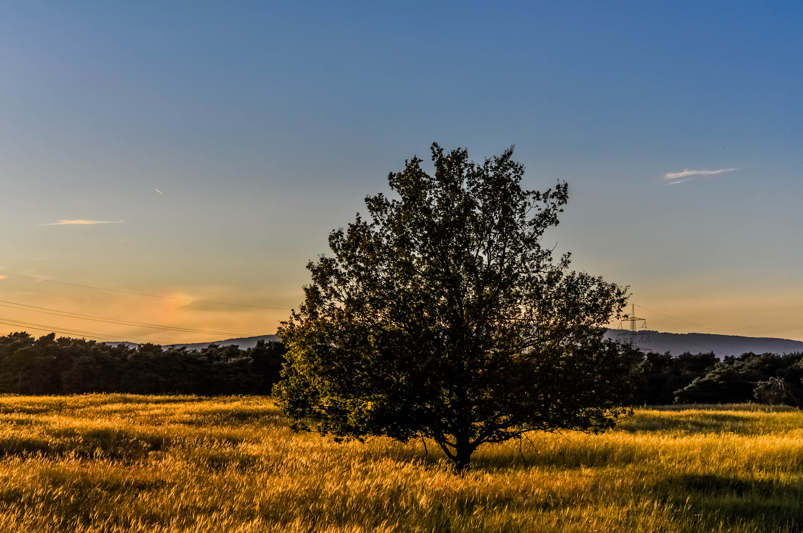 Baum im Sonnenuntergang