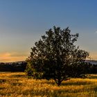 Baum im Sonnenuntergang