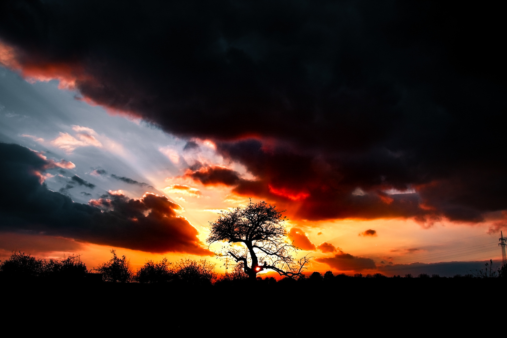 Baum im Sonnenuntergang