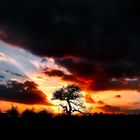 Baum im Sonnenuntergang