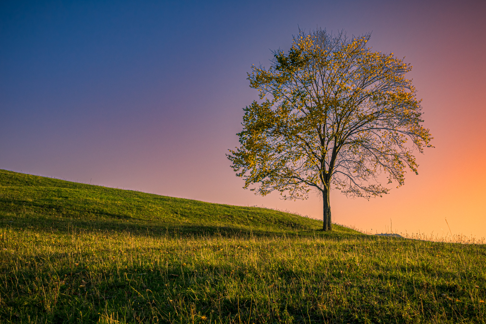 Baum im Sonnenuntergang