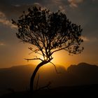 Baum im Sonnenuntergang