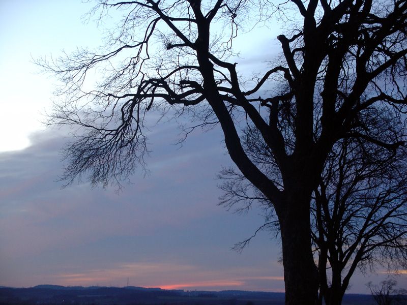 Baum im Sonnenuntergang