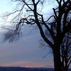 Baum im Sonnenuntergang