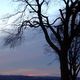 Baum im Sonnenuntergang