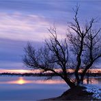 Baum im Sonnenuntergang...