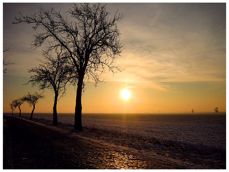 Baum im Sonnenuntergang 2