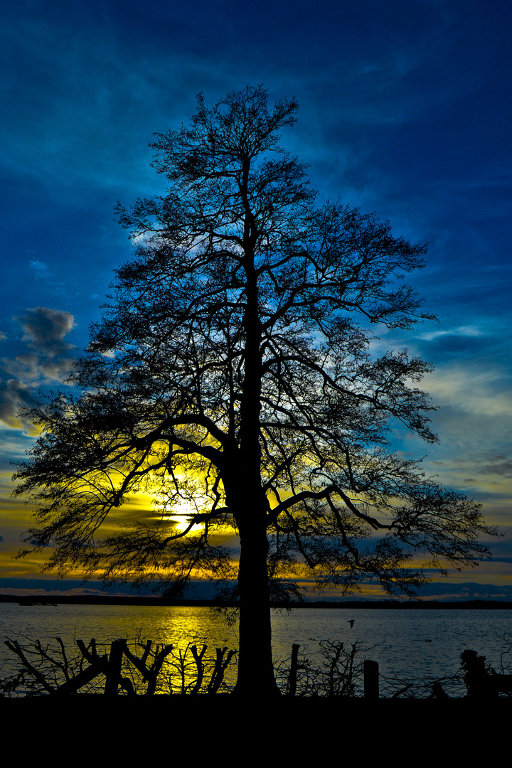 Baum im Sonnenuntergang