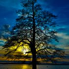 Baum im Sonnenuntergang