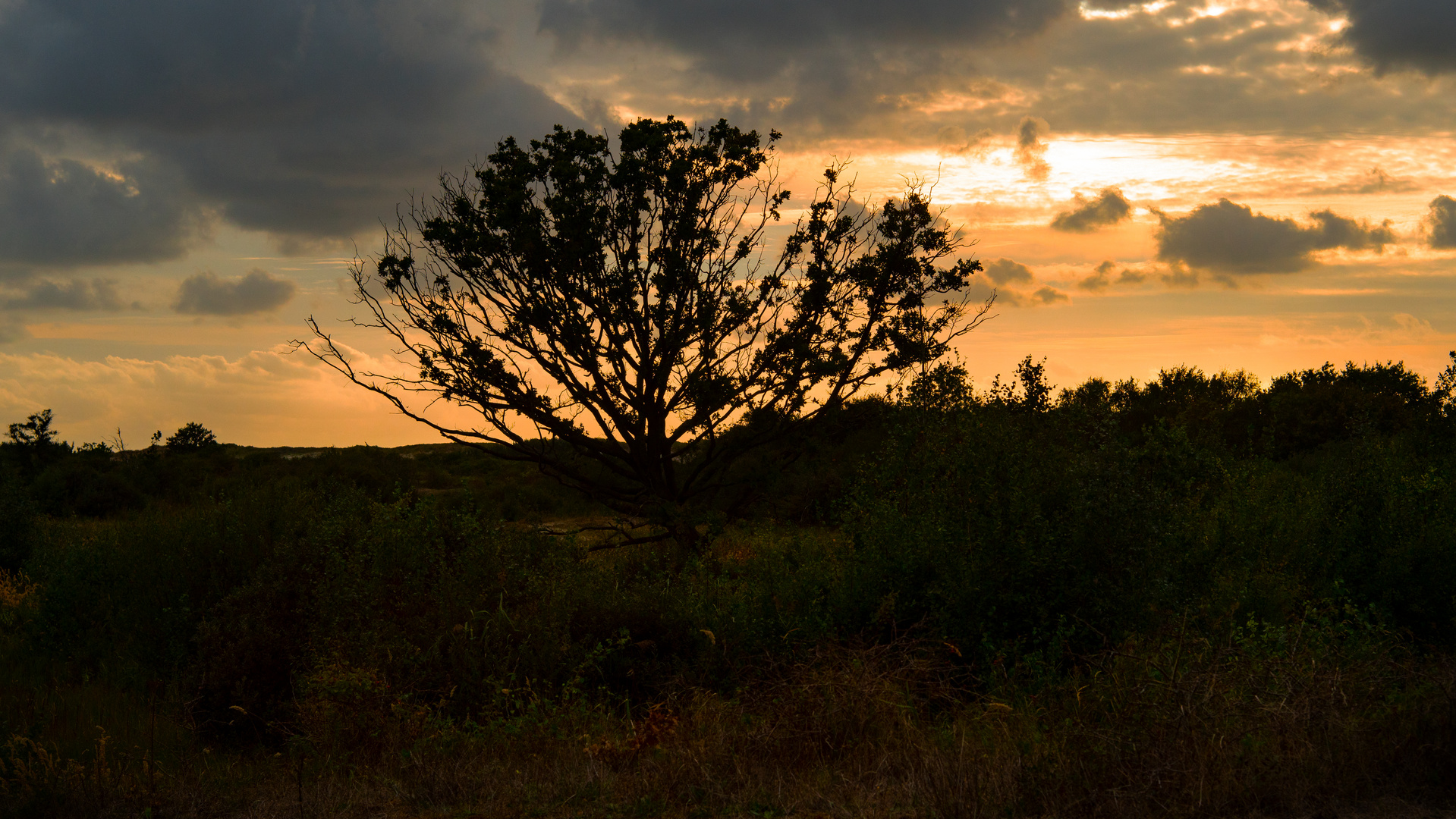 Baum im Sonnenuntergang