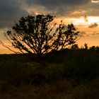 Baum im Sonnenuntergang