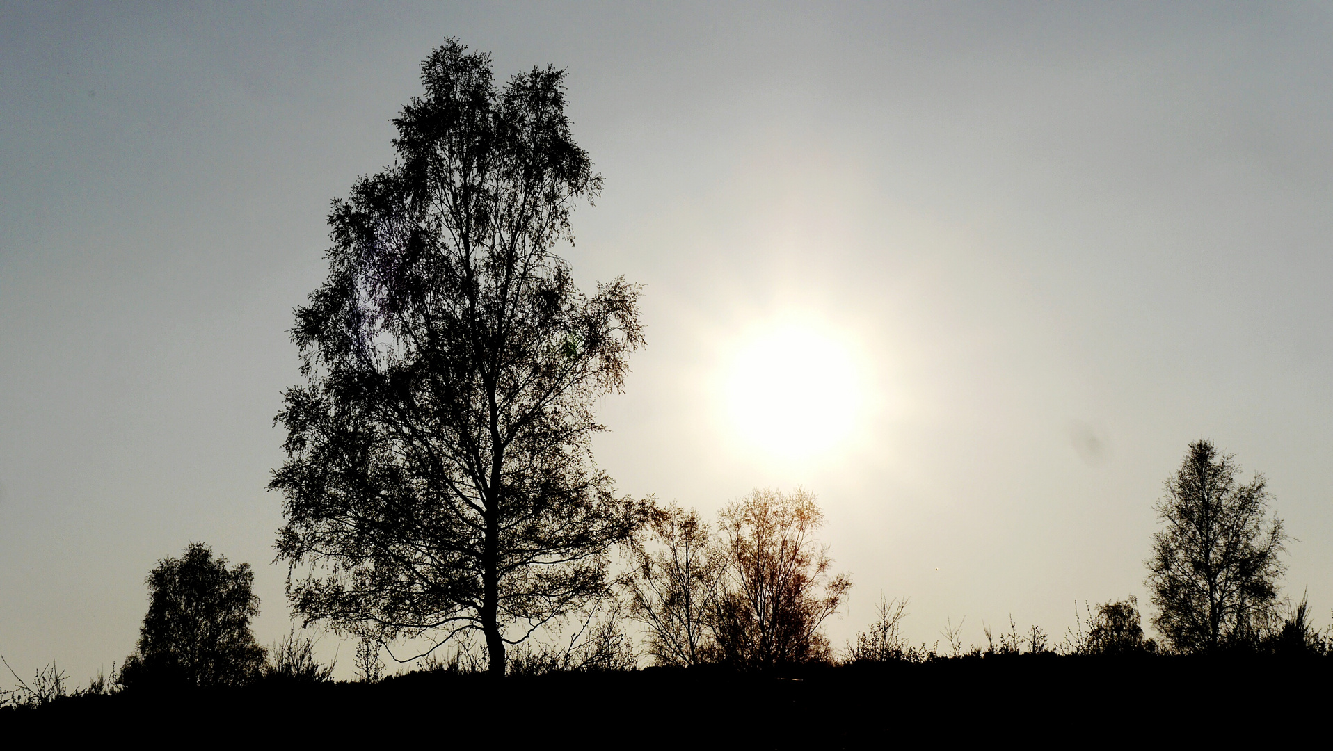 Baum im Sonnenuntergang