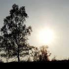 Baum im Sonnenuntergang