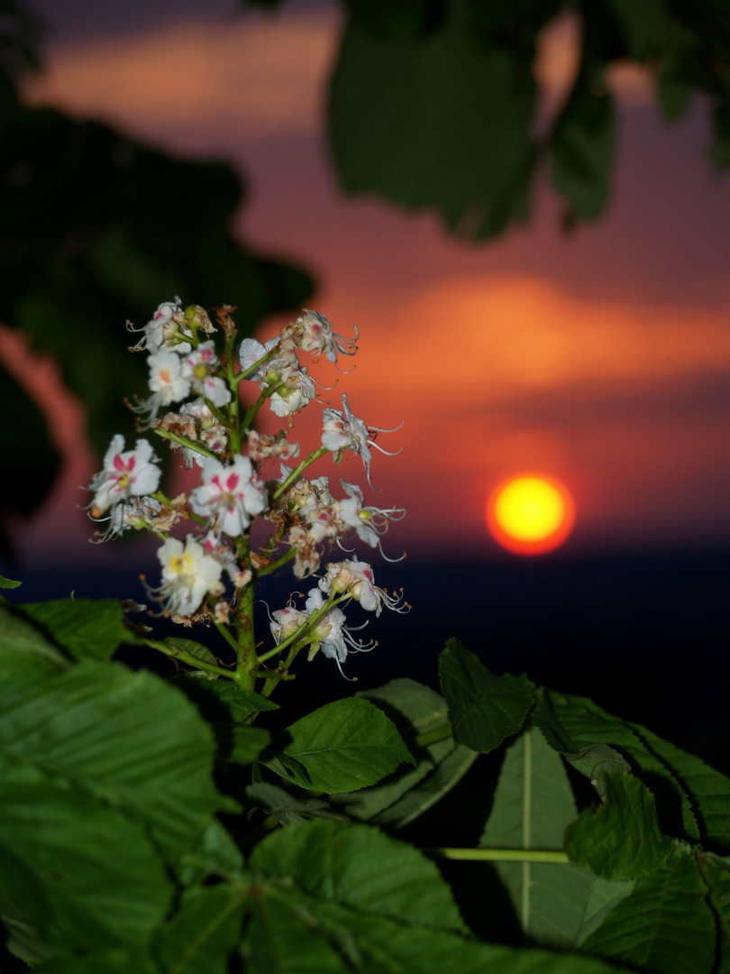 Baum im Sonnenuntergang