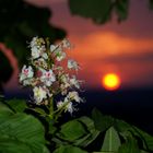 Baum im Sonnenuntergang