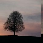 Baum im Sonnenuntergang