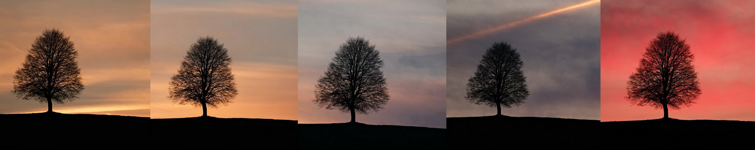 Baum im Sonnenuntergang