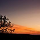 Baum im Sonnenuntergang