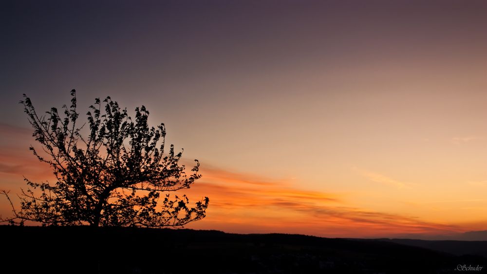 Baum im Sonnenuntergang