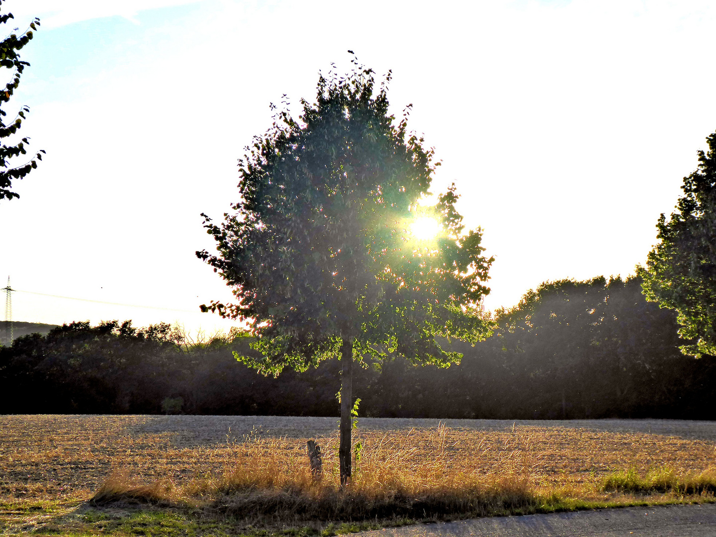 Baum im Sonnenuntergang