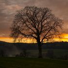 Baum im Sonnenuntergang