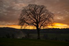 Baum im Sonnenuntergang