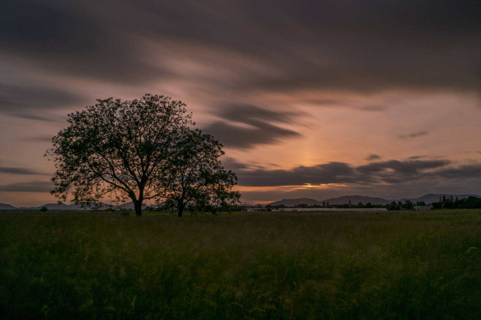 Baum im Sonnenuntergang 