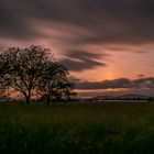 Baum im Sonnenuntergang 