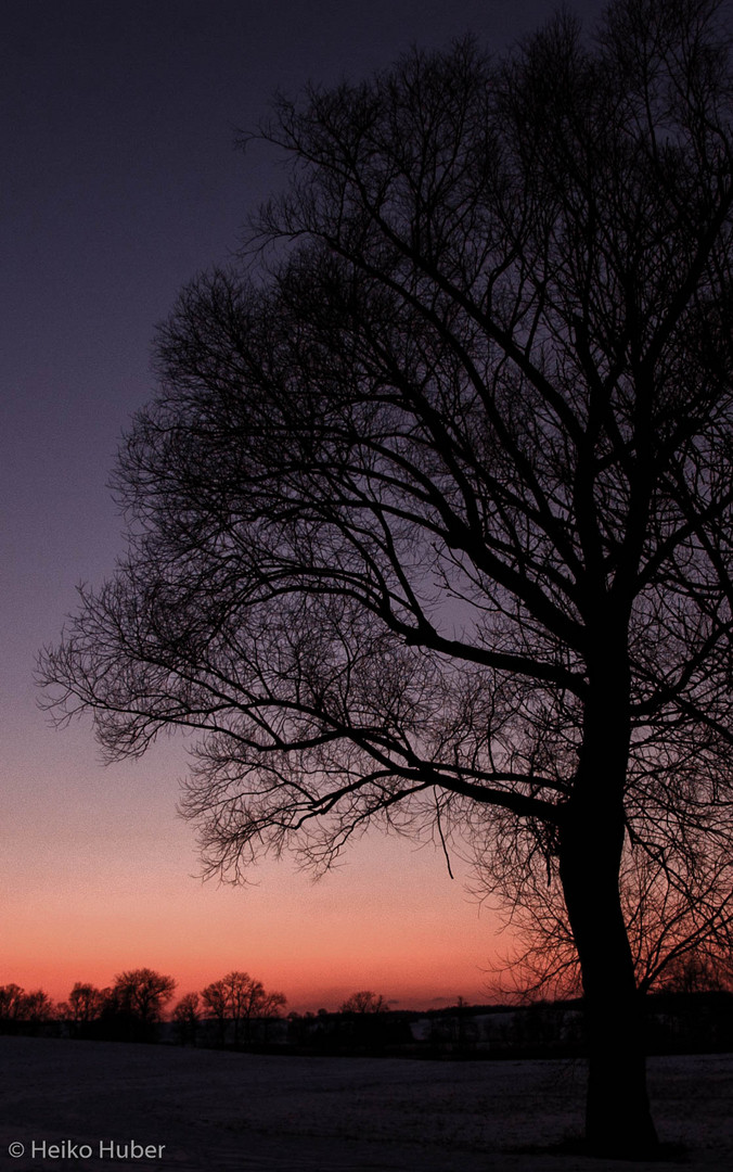 Baum im Sonnenuntergang