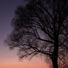 Baum im Sonnenuntergang