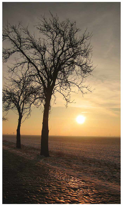 Baum im Sonnenuntergang