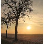 Baum im Sonnenuntergang