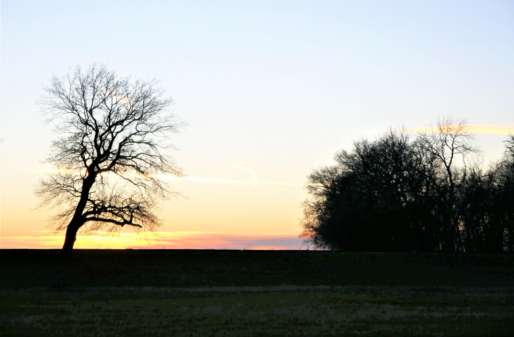 Baum im Sonnenuntergang