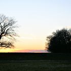 Baum im Sonnenuntergang