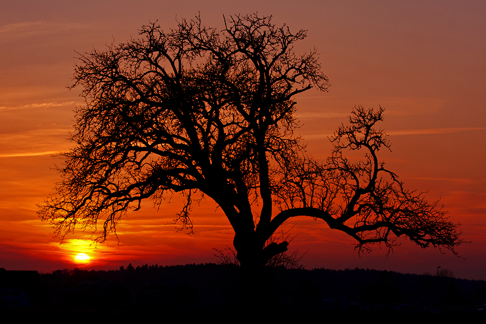 Baum im Sonnenuntergang