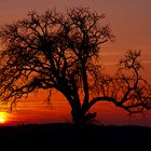 Baum im Sonnenuntergang